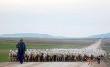 Las ferias ganaderas de Huéscar y Baza se celebrarán sin ovejas por el brote de viruela