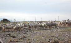 Europa apremia a Andalucía a controlar el brote de viruela ovina detectado en Benamaurel