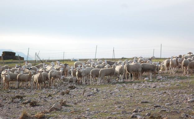 Europa apremia a Andalucía a controlar el brote de viruela ovina detectado en Benamaurel