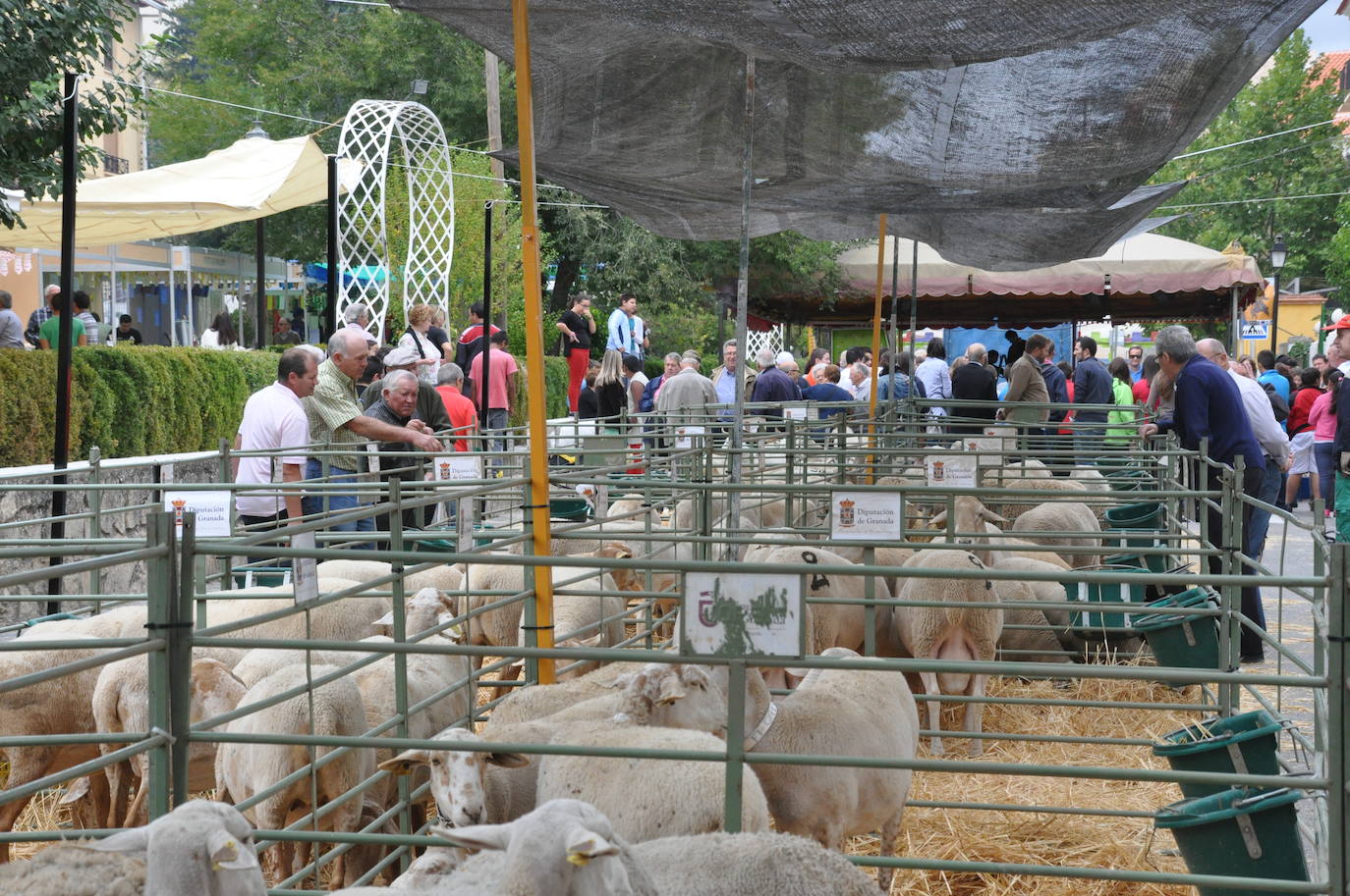 Imagen de archivo de una feria de ganado en Baza y Huéscar. 