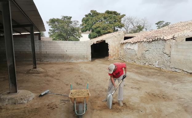 Dos nuevos focos de viruela ovina obligan al sacrificio de 250 ovejas en Cúllar