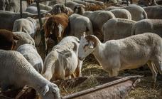 Nuevo foco de viruela ovina en una explotación con 300 animales en Benamaurel