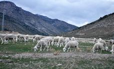 La Fundación Savia insta a la Junta a incluir a la ganadería extensiva en el «Plan SOS» de sequía