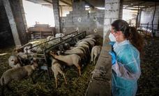 La Junta aprueba ayudas para las explotaciones afectadas por el brote de viruela ovina y caprina