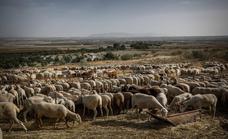 Primera denuncia en Granada por sacar a pastar al ganado pese a la viruela ovina