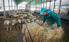La viruela impide vender 35.000 corderos en Baza y dinamita la campaña de Navidad
