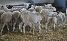 El gobierno dispuesto a tratar con la Junta una línea de ayudas para la reposición del ganado sacrificado por la viruela ovina