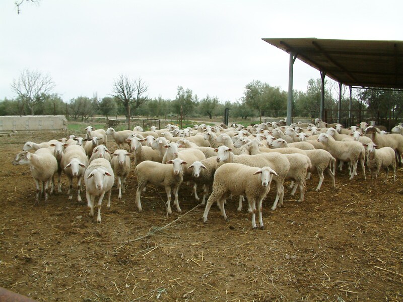 IU exige a la Junta más ayudas para los ganaderos afectadas por la viruela ovina