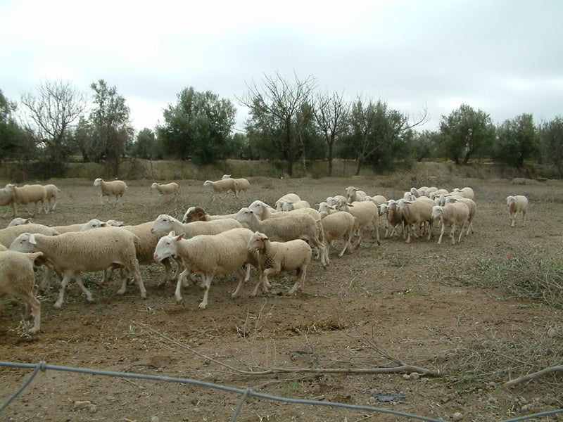 Los ganaderos afectados por la Viruela Ovina y Caprina claman ayudas al encontrarse en situación límite