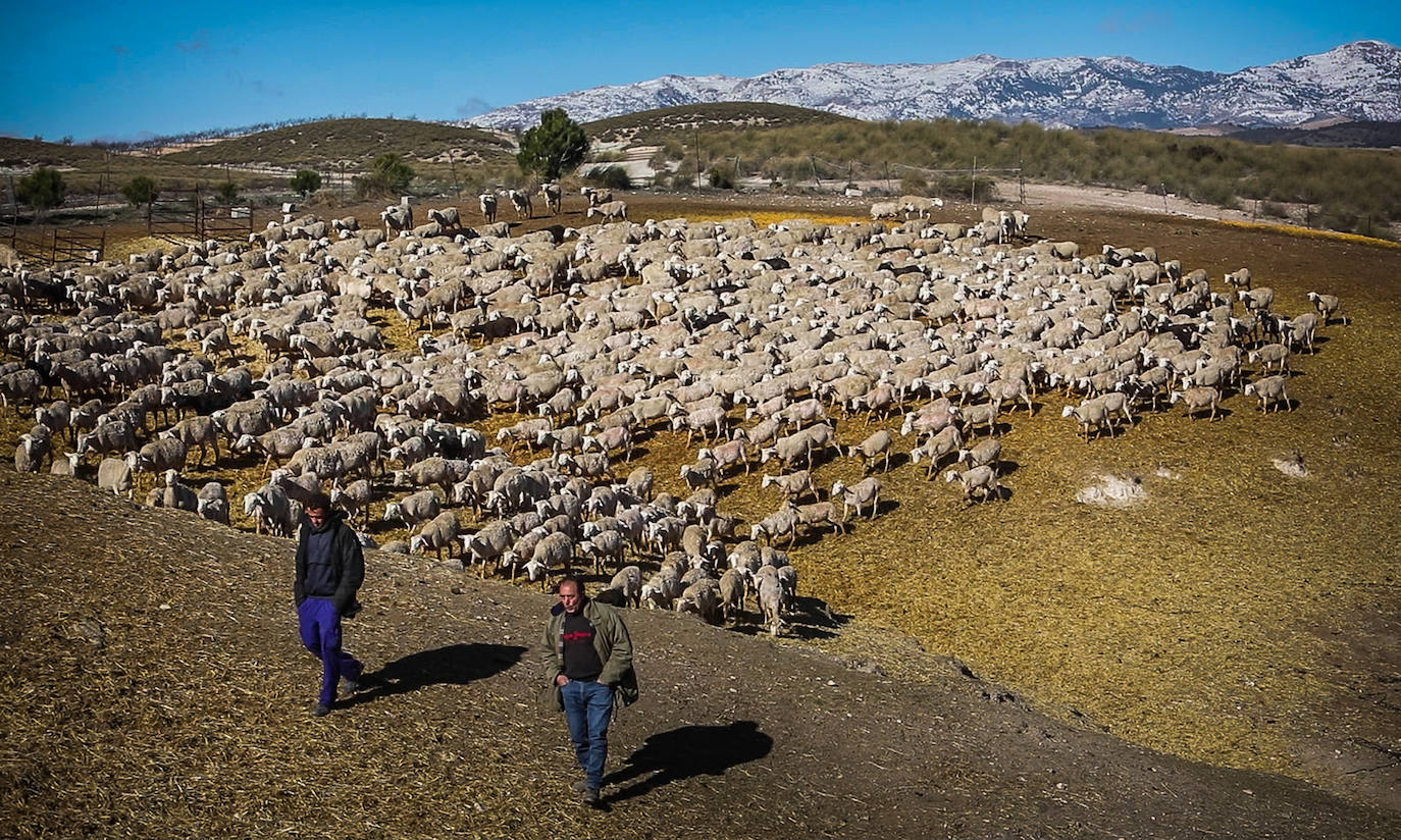 El rebaño de mil ovejas de los Vizcaíno en Castilléjar vuelve a salir a pastar, después de 72 días de confinamiento por motivos de seguridad. /ramón l. pérez