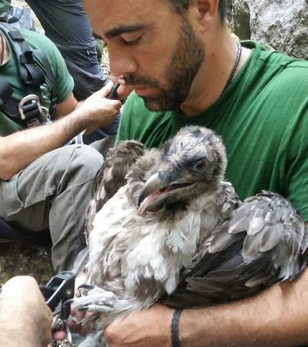 Medio Ambiente realiza el marcaje del segundo pollo de quebrantahuesos nacido en libertad en Andalucía