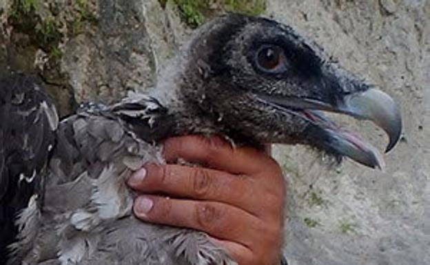 Nace el segundo pollo de quebrantahuesos de la temporada en Cazorla