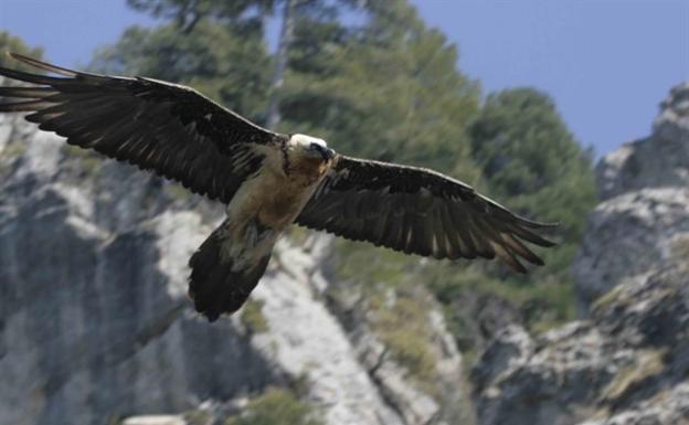 Casi 150 expertos abordan en Cazorla los proyectos de reintroducción del quebrantahuesos desarrollados en Europa