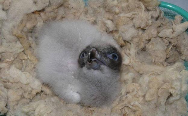 Nace en Cazorla el primer pollo de quebrantahuesos de la temporada