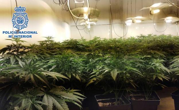 Descubren en una cochera de El Ejido más de 300 plantas de marihuana