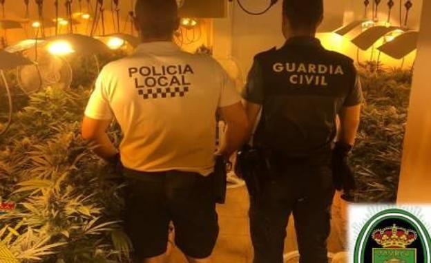 Detenidas dos personas acusadas de cultivar 621 plantas de marihuana en un sótano de Almerimar