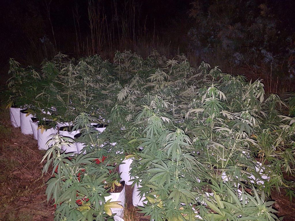 Tres detenidos por cultivar cerca de un centenar de plantas de marihuana en El Ejido