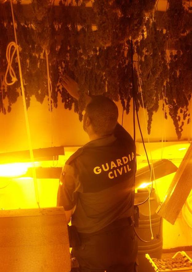 Detenido un joven por cultivar 111 plantas de marihuana en un cortijo de Balerma