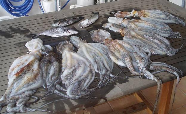 Piden 10 meses de prisión a unos pescadores por robar 100 kilos de pulpo de otra barca