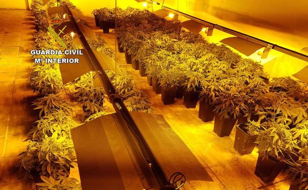 Decomisadas 340 plantas de marihuana en un local público de El Ejido