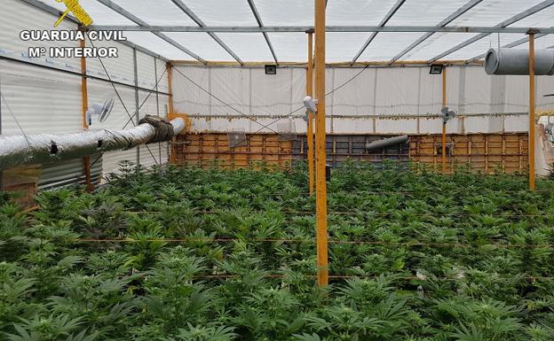 Descubren más de 770 plantas de marihuana en una vivienda de El Ejido