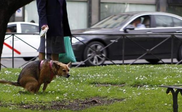 El Ejido contrata a una empresa para tomar 200 muestras de ADN en heces de perros