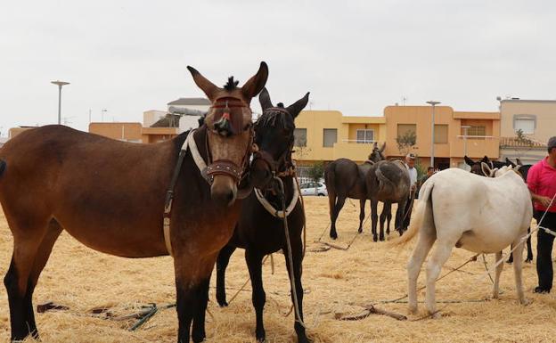 Santa María del Águila celebra el domingo su tradicional 'Día del Caballo'