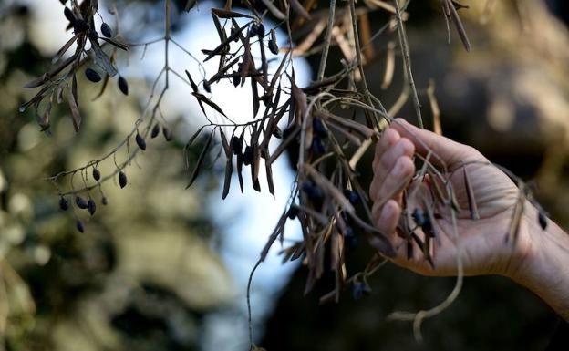 La Junta notifica al Gobierno la detección de un caso aislado de Xylella en plantas ornamentales en El Ejido