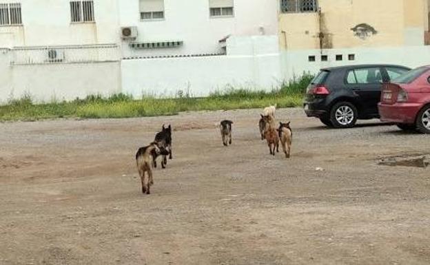 UPyD pide incluir en el presupuesto una partida para una protectora de animales