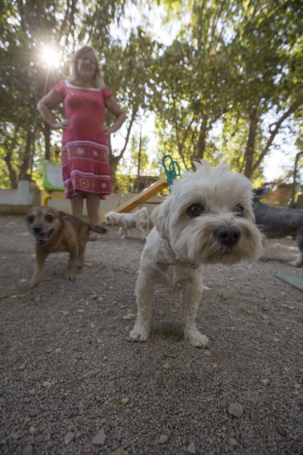 El Ejido pone en marcha el censo genético canino para «concienciar» sobre la limpieza de la vía