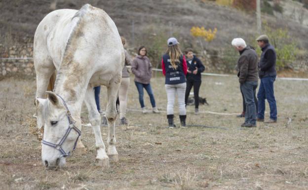 Los caballos como impulso de mejora
