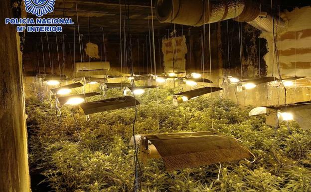 Intervienen 2.200 plantas de marihuana y detienen a seis personas en Balanegra