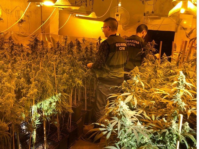 Arrestados un hombre y un menor por cultivar marihuana en el centro de El Ejido y Pampanico