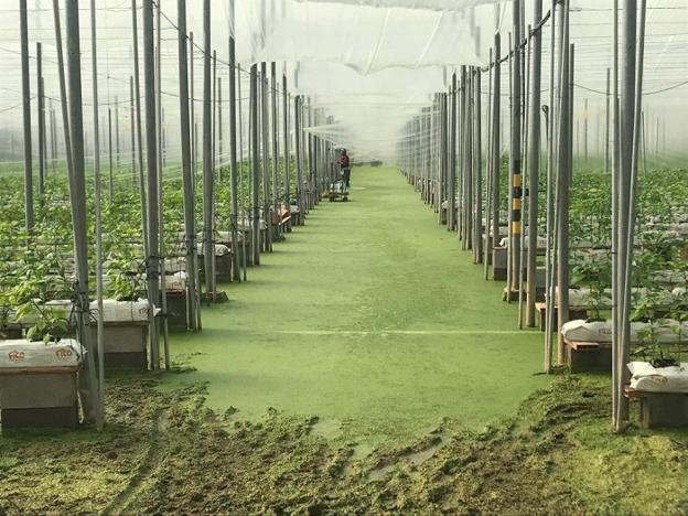 Anegadas más 40 hectáreas de invernaderos en la zona de Matagorda