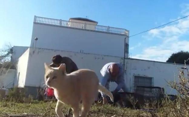 Sentido Animal castra 142 gatos en solo cuatro días