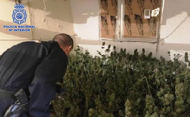 Descubren una plantación indoor en El Ejido por el fuerte hedor