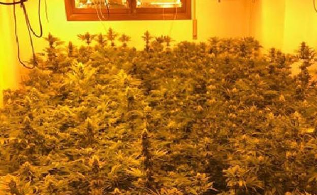 Desmantelan una plantación de marihuana en una casa de El Ejido