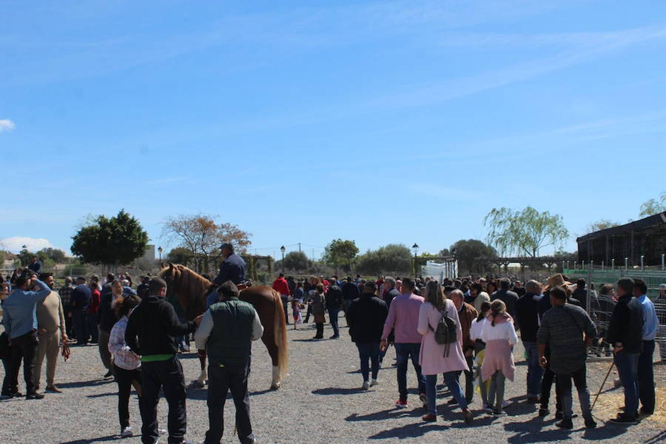 Miles de personas asisten en Tarambana a la Feria del Ganado