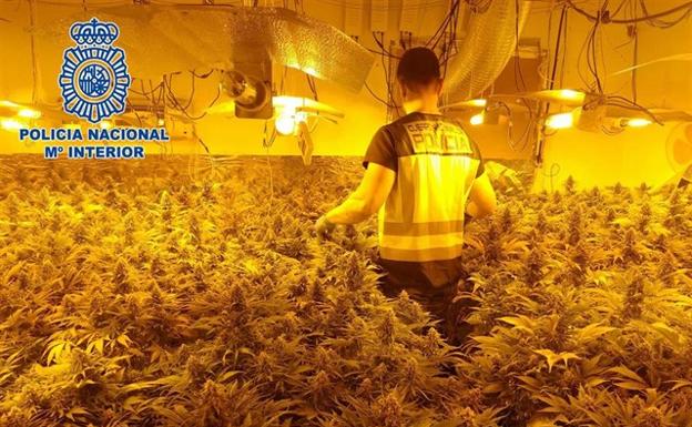 Detenidas 28 personas en El Ejido y Roquetas tras encontrar 5.000 plantas de marihuana