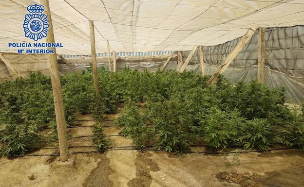 Localizan un invernadero con 270 plantas de marihuana en El Ejido