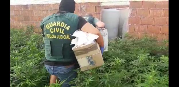 Macrooperación en Matagorda: 15.800 plantas de marihuana, seis armas, 20 detenidos y 120 enganches ilegales