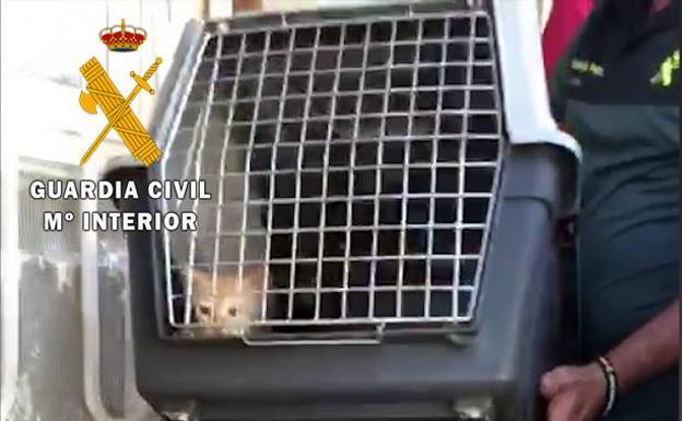 Rescatan a dos gatos cachorros e investigan a dos personas por un delito de maltrato