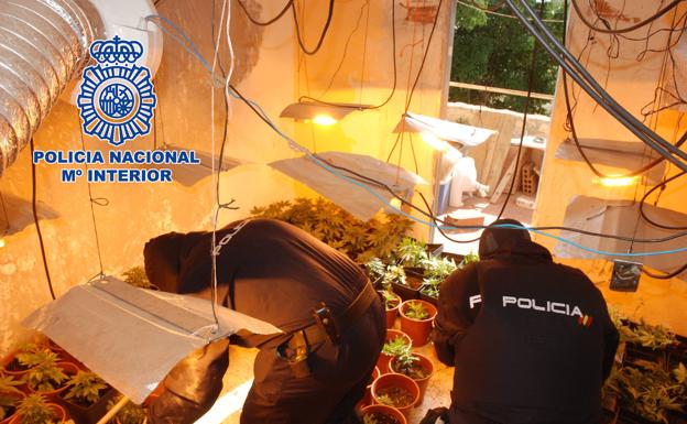 Hallada en una vivienda de El Ejido una plantación con 261 plantas de marihuana, tras una denuncia por agresión