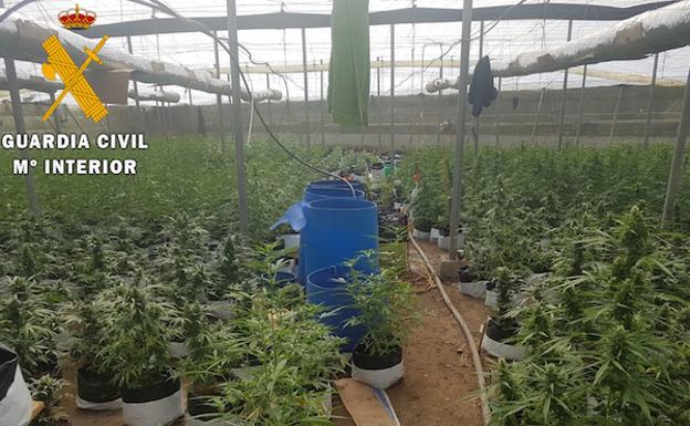 Cazados en El Ejido cuando trabajaban en su gran invernadero de marihuana con 2.311 plantas