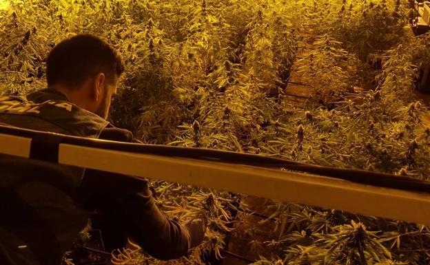 Los cortes de luz y el fuerte olor destapan una plantación de marihuana en Almerimar