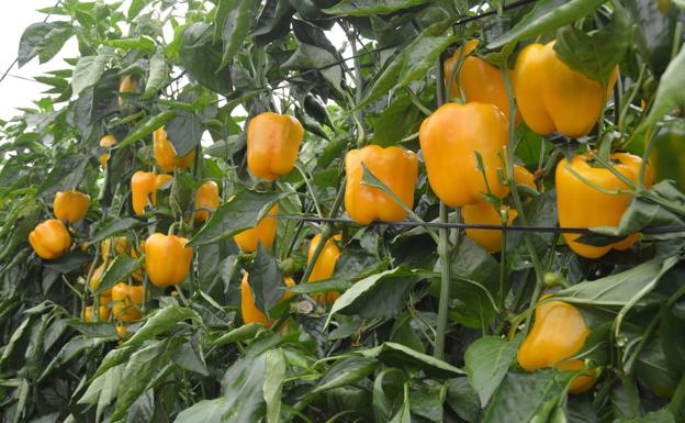 El Poniente almeriense lanza 15 puestos de trabajo de peón agrícola en El Ejido