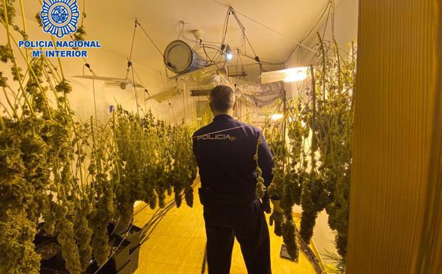 Descubren una sofisticada plantación de marihuana en una casa de El Ejido