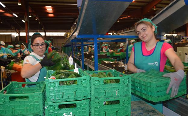 Lazo gigante de 25 metros en El Ejido a favor de la mujer por su importante papel en la agricultura