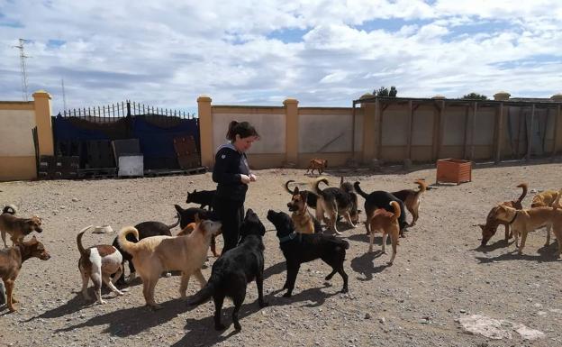 Las solicitudes de adopción de animales crecen
