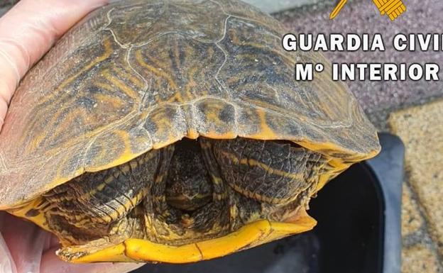 Encuentran en las calles de Balerma un galápago Florida